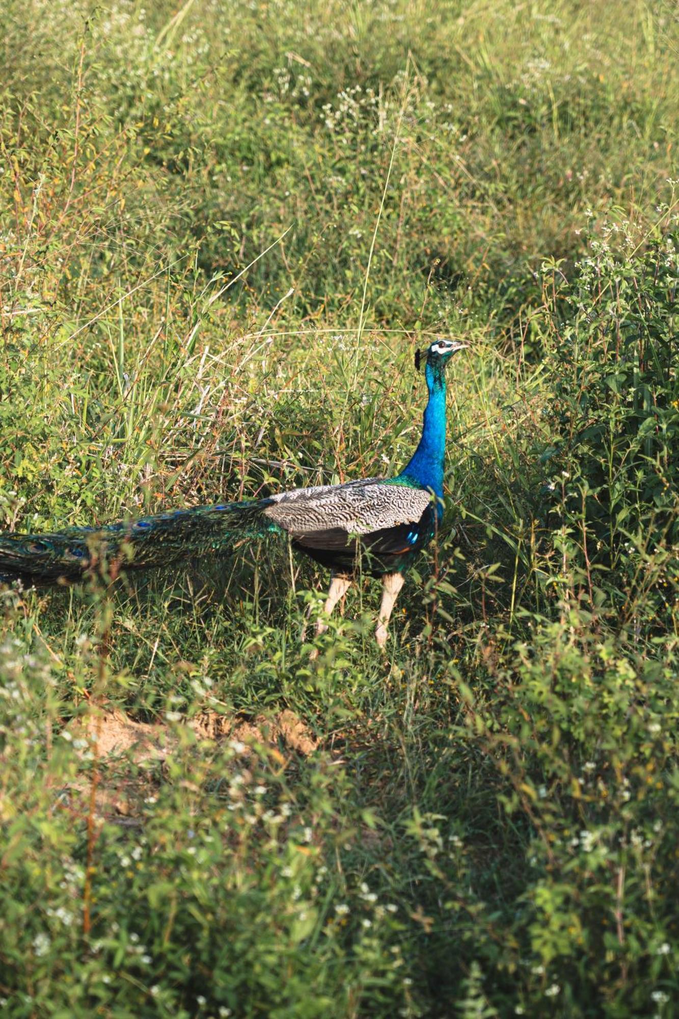 Sundaras Sigiriya Jungles Caves Resort Dambulla Luaran gambar